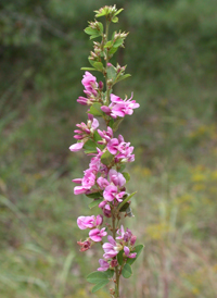 Wand-like Bush-clover