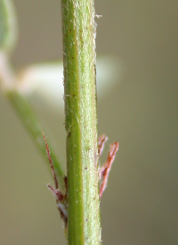 Wand-like Bush-clover