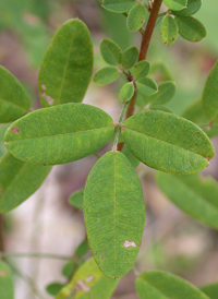 Wand-like Bush-clover