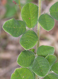 Hairy Bush-clover