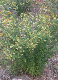 Hairy Bush-clover