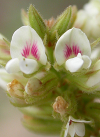 Hairy Bush-clover