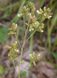 Hairy Bush-clover