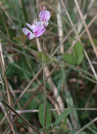 Trailing Bush-clover