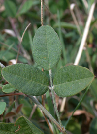 Trailing Bush-clover