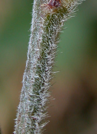 Trailing Bush-clover