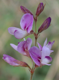 Trailing Bush-clover