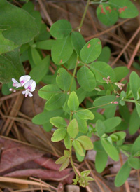 Creeping Bush-clover