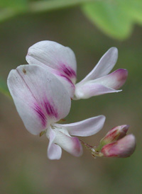 Creeping Bush-clover