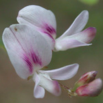 Creeping Bush-clover Creeping Bush-clover