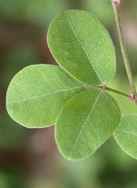 Creeping Bush-clover