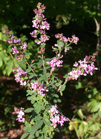 Steuve's Bush-clover