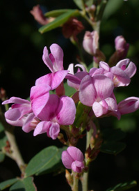 Steuve's Bush-clover