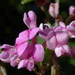 Steuve's Bush-clover Steuve's Bush-clover
