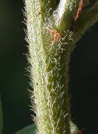 Steuve's Bush-clover