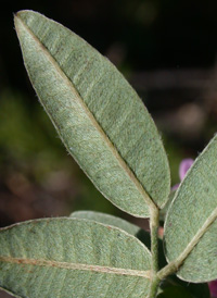 Steuve's Bush-clover