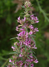 Slender Bush-clover