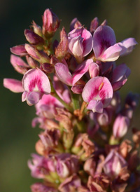 Slender Bush-clover