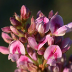 Slender Bush-clover Slender Bush-clover
