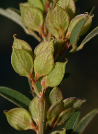 Slender Bush-clover