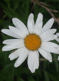 Shasta Daisy