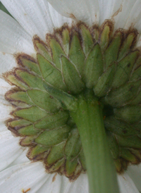 Shasta Daisy