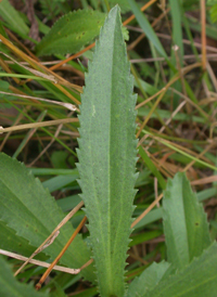 Shasta Daisy