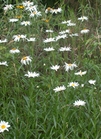 Shasta Daisy