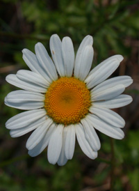 Oxeye Daisy