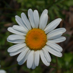 Ox-eye Daisy Ox-eye Daisy