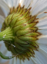 Oxeye Daisy