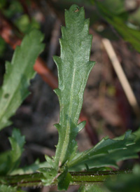 Oxeye Daisy