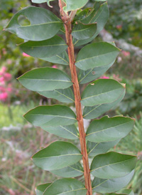 Crape-myrtle