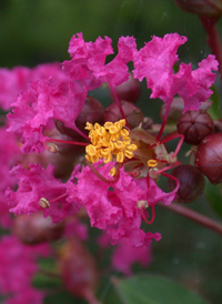 Crape-myrtle