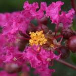 Crape-myrtle Crape-myrtle