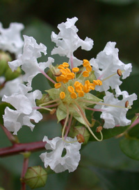 Crape-myrtle