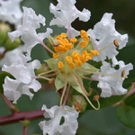 Crape-myrtle Crape-myrtle
