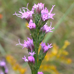 Shaggy Blazing Star