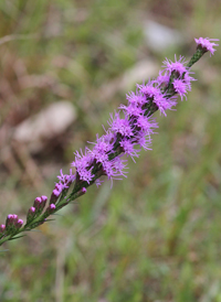 Shaggy Blazing Star