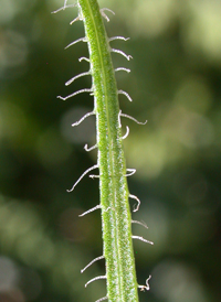 Shaggy Blazing Star