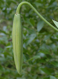 American Turk's-cap Lily