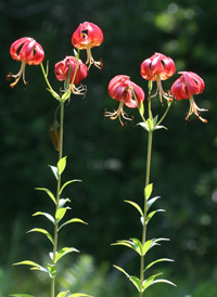 American Turk's-cap Lily