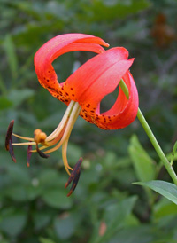 American Turk's-cap Lily