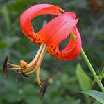 American Turk's-cap Lily