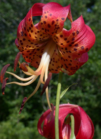 American Turk's-cap Lily