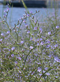 Carolina Sea-lavender