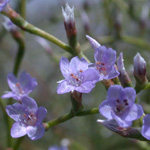 Carolina Sea-lavender Carolina Sea-lavender