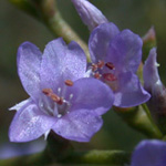 Carolina Sea-lavender Carolina Sea-lavender