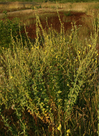 Balkan Toadflax