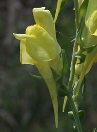 Balkan Toadflax